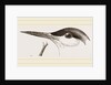 Head of Tern by Anonymous