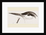 Head of Tern by Anonymous