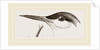 Head of Tern by Anonymous