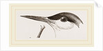 Head of Tern by Anonymous