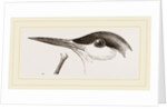 Head of Tern by Anonymous