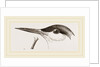 Head of Tern by Anonymous