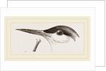 Head of Tern by Anonymous