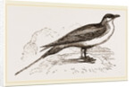 Artic Skna Gull by Anonymous