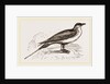 Artic Skna Gull by Anonymous