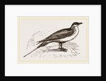 Artic Skna Gull by Anonymous