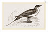 Artic Skna Gull by Anonymous