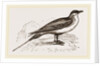 Artic Skna Gull by Anonymous