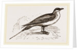 Artic Skna Gull by Anonymous