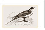 Artic Skna Gull by Anonymous