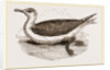 Great Black-backed Gull by Anonymous
