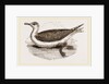 Great Black-backed Gull by Anonymous