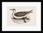 Great Black-backed Gull by Anonymous