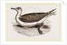 Great Black-backed Gull by Anonymous