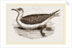 Great Black-backed Gull by Anonymous