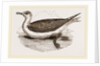 Great Black-backed Gull by Anonymous