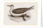 Great Black-backed Gull by Anonymous