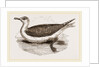 Great Black-backed Gull by Anonymous