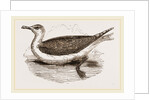 Great Black-backed Gull by Anonymous