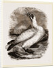 Gannet by Anonymous