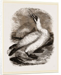 Gannet by Anonymous