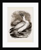 Gannet by Anonymous