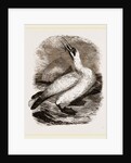 Gannet by Anonymous