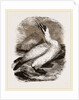 Gannet by Anonymous