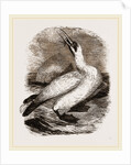 Gannet by Anonymous