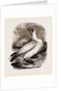 Gannet by Anonymous
