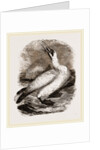Gannet by Anonymous