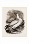 Gannet by Anonymous