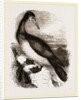 Booby or Brown Gannet by Anonymous