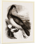 Booby or Brown Gannet by Anonymous