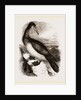 Booby or Brown Gannet by Anonymous