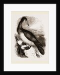 Booby or Brown Gannet by Anonymous