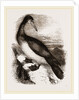 Booby or Brown Gannet by Anonymous