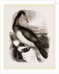 Booby or Brown Gannet by Anonymous