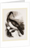 Booby or Brown Gannet by Anonymous