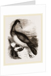Booby or Brown Gannet by Anonymous