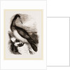 Booby or Brown Gannet by Anonymous