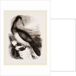 Booby or Brown Gannet by Anonymous
