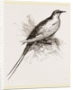 Tropic Bird by Anonymous
