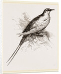Tropic Bird by Anonymous