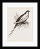 Tropic Bird by Anonymous