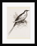 Tropic Bird by Anonymous