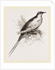 Tropic Bird by Anonymous