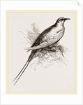Tropic Bird by Anonymous