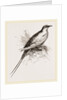 Tropic Bird by Anonymous