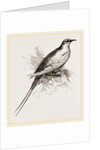 Tropic Bird by Anonymous